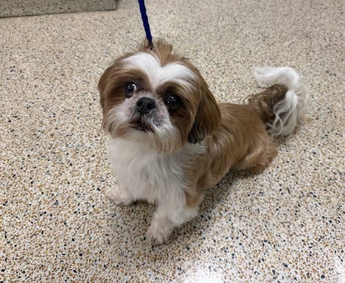 Photo of Lucky, adoptable senior Shih Tzu in Miami, Florida