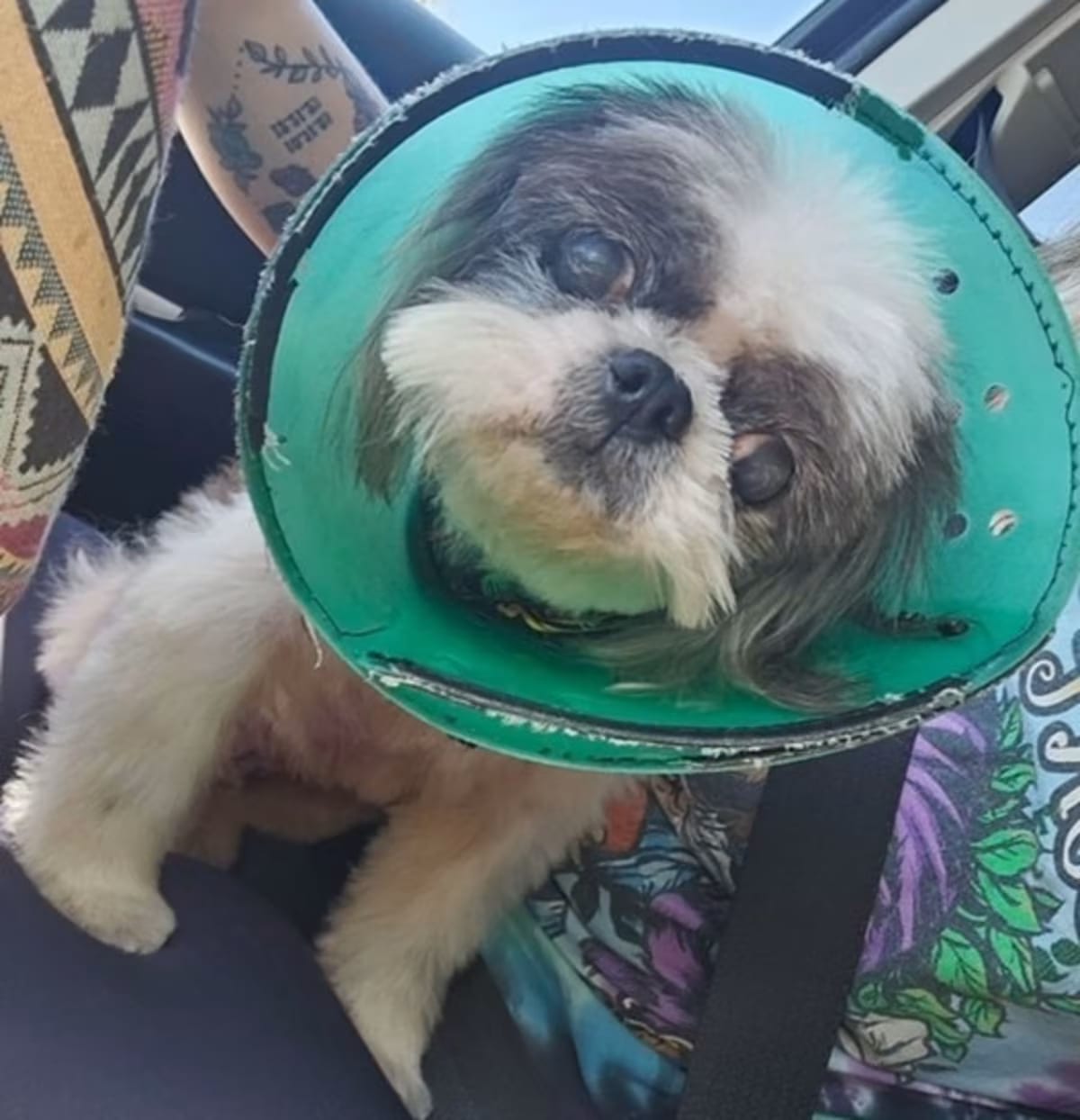 Photo of Buffy, adoptable senior Shih Tzu in Brattleboro, Vermont