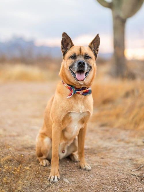 Photo of Cletus, adoptable senior German Shepherd Dog in Chandler, Arizona