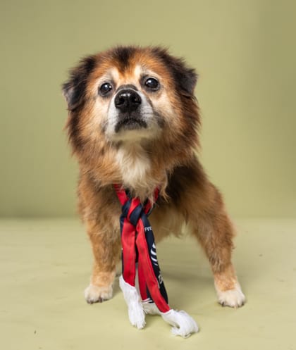 Photo of Chattynooga, adoptable senior dog in Atlanta, Georgia