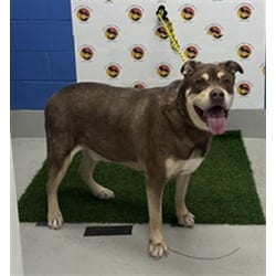 Photo of Big Old Dude, adoptable senior Mixed Breed (Medium) in Land O'Lakes, Florida