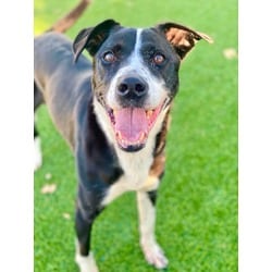 Photo of Grace, adoptable senior Mixed Breed (Medium) in Munster, Indiana