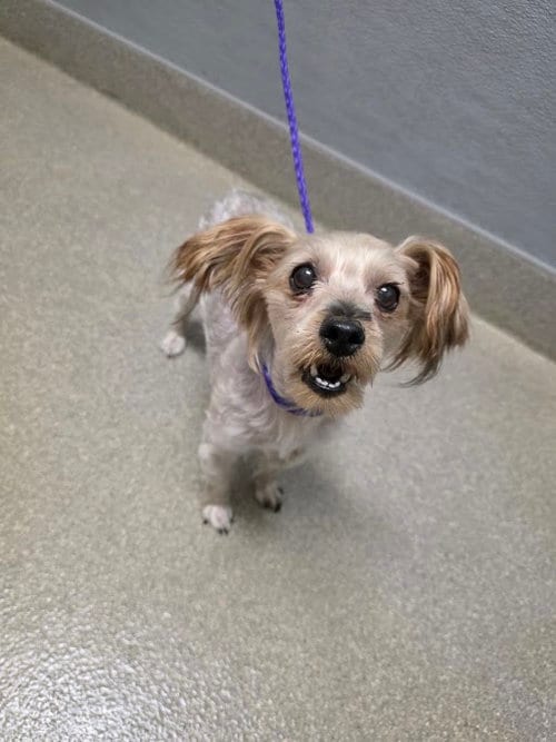Photo of Ginger Spice, adoptable senior Yorkshire Terrier Yorkie in Las Vegas, Nevada