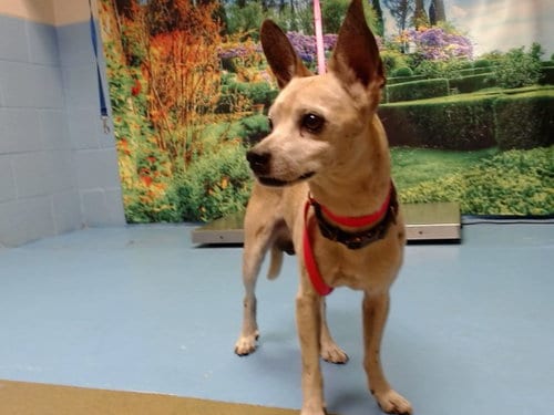 Photo of Jesse, adoptable senior Chihuahua in Moreno Valley, California