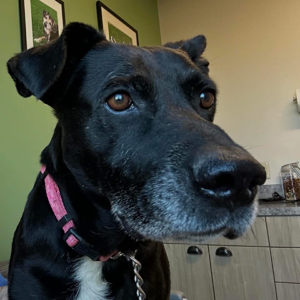 Photo of Moonshine, adoptable senior Mixed Breed (Medium) in Winfield, West Virginia
