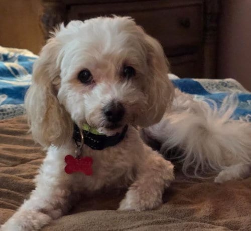 Photo of Petree, adoptable senior Maltese in San Diego, California
