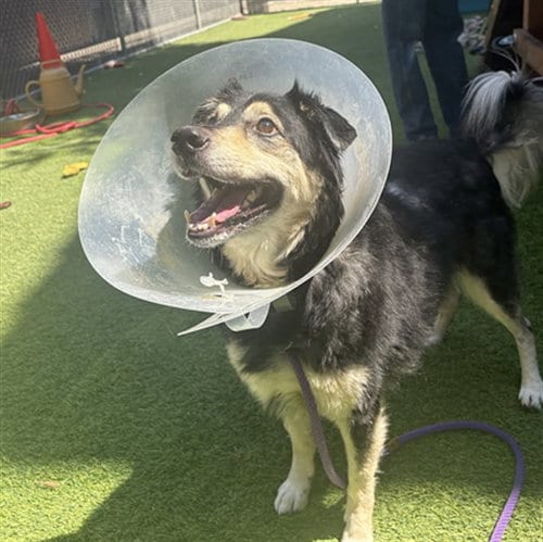 Photo of Max, adoptable senior Bearded Collie in San Jose, California