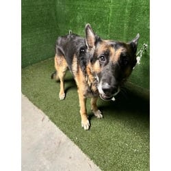 Photo of Santiago, adoptable senior German Shepherd Dog in Lancaster, California