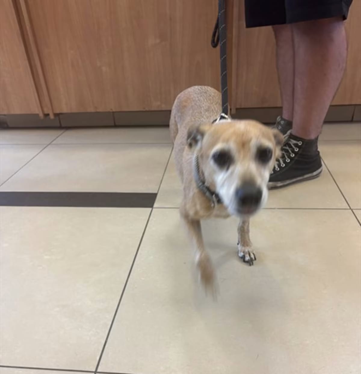 Photo of Chase, adoptable senior Miniature Pinscher in Land O'Lakes, Florida