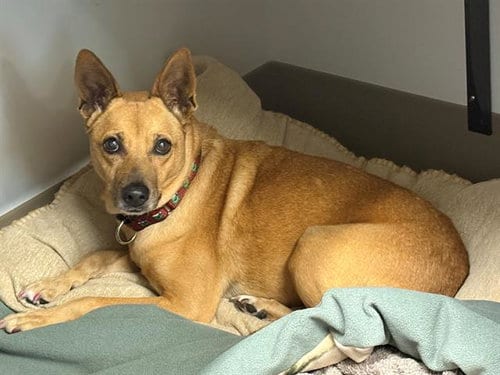 Photo of Sheridan, adoptable senior Carolina Dog in Baytown, Texas