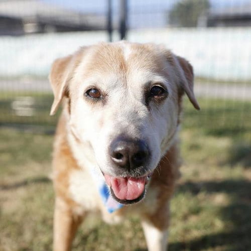 Photo of Tootsie, adoptable senior Beagle in San Antonio, Texas