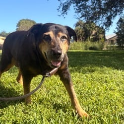 Photo of Magic 4342, adoptable senior Mixed Breed (Medium) in Loxahatchee, Florida
