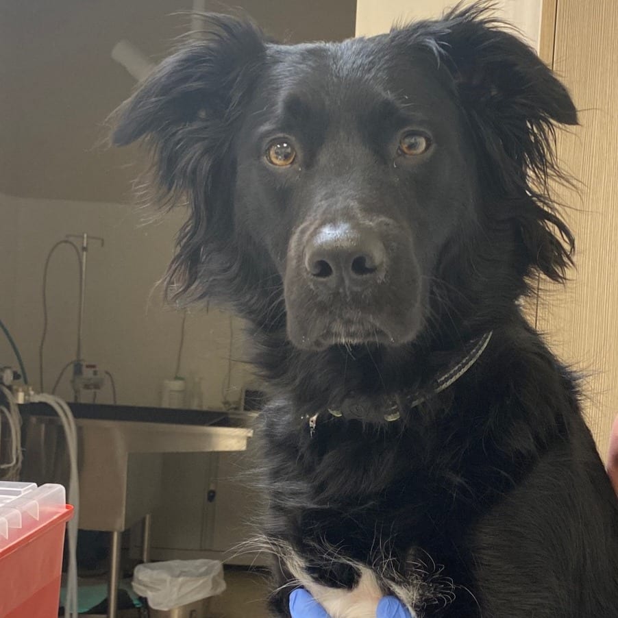 Photo of Bear D12582, adoptable senior Collie, Border / Retriever, Labrador in Princeton area, Minnesota