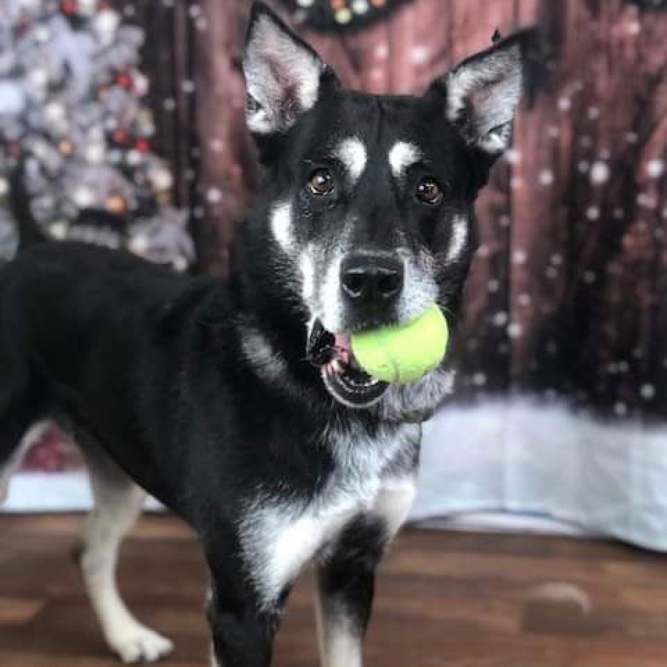 Photo of Zoesh, adoptable senior Shepherd / Mixed Breed (Medium) in Weatherford, Texas