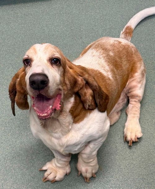Photo of Croissant, adoptable senior Basset Hound in Milmay, New Jersey