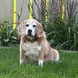 Photo of Rhee, adoptable senior Beagle in Holland, Michigan