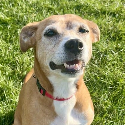 Photo of Ellie, adoptable senior Retriever in Montpelier, Vermont