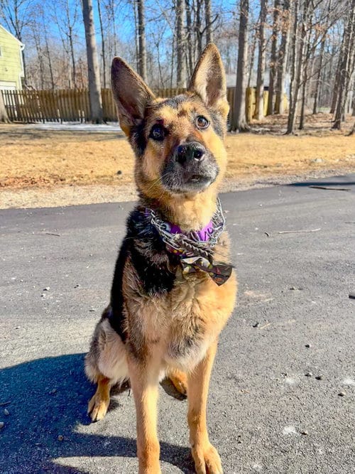 Photo of Jasper, adoptable senior German Shepherd Dog in Millburn, New Jersey