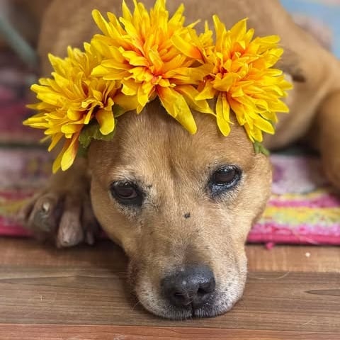 Photo of Luna, adoptable senior Cattle Dog, Australian (Red Heeler) / Mix in Weatherford, Texas