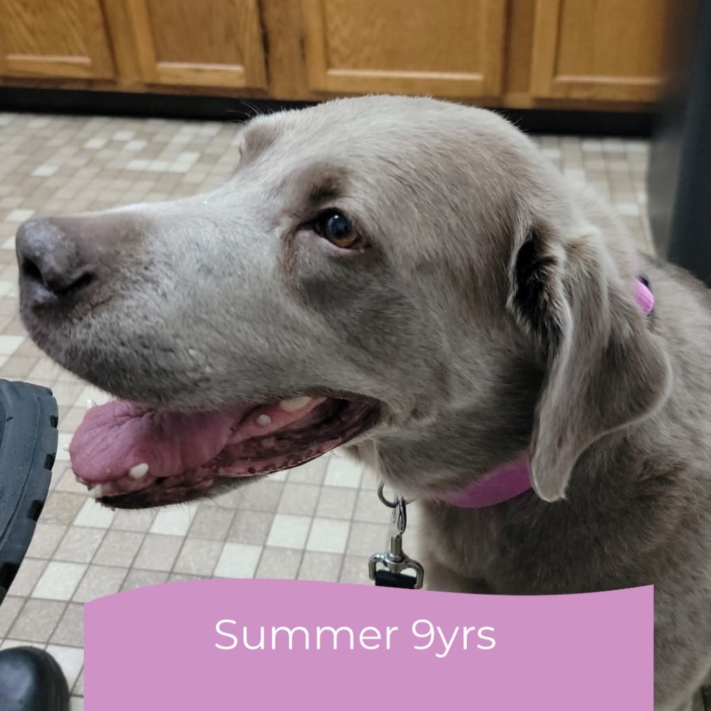 Photo of Summer, adoptable senior Retriever, Labrador in Maryland, Maryland