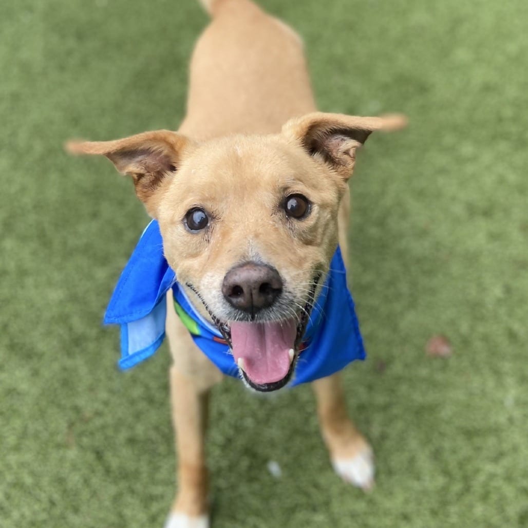 Photo of Rex, adoptable senior Mixed Breed (Medium) in Greensboro, North Carolina