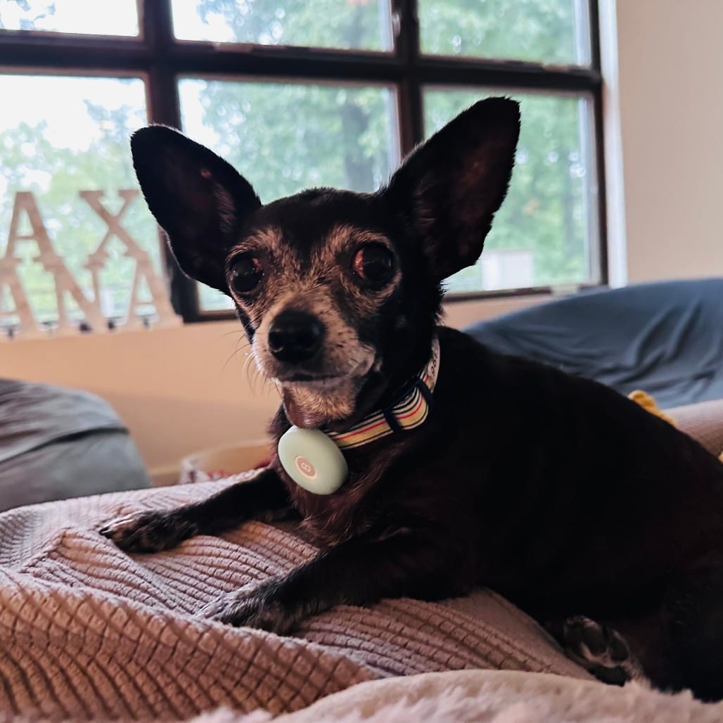 Photo of Tutu, adoptable senior Chihuahua in Potomac, Maryland