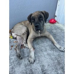 Photo of Jack, adoptable senior Mastiff in Doral, Florida