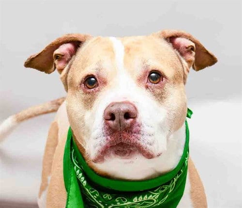 Photo of Chico (Donut), adoptable senior Terrier in Sanford, Florida