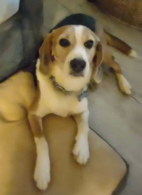 Photo of Hightower, adoptable senior Beagle in Rustburg, Virginia