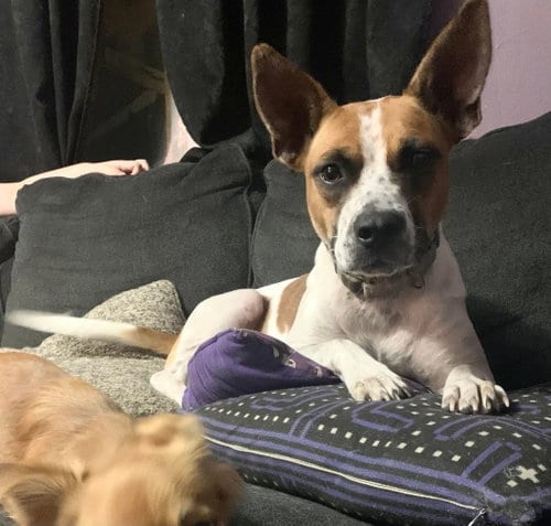 Photo of Norma, adoptable senior Unknown breed (short coat) in Sanford, Florida