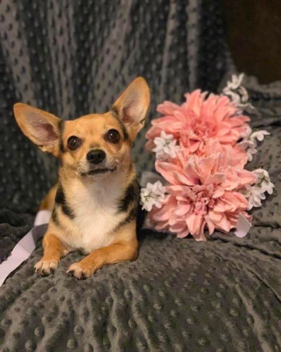 Photo of Pepper, adoptable senior Chihuahua in Scottsdale, Arizona