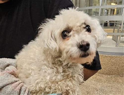 Photo of Chopper, adoptable senior Maltese in Los Angeles, California