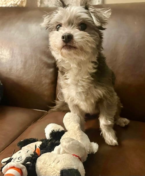 Photo of Snoopy, adoptable senior Yorkshire Terrier Yorkie in Berwick, Pennsylvania