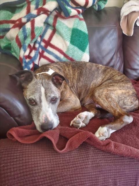 Photo of Netta, adoptable senior Boxer in Derwood, Maryland