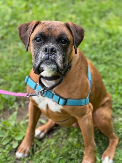 Photo of Hershey Hershel, adoptable senior Boxer in Annapolis, Maryland