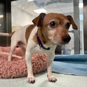 Photo of Sweet Green, adoptable senior Chihuahua / Terrier, Jack Russell in Patchogue, New York