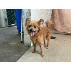 Photo of Yeti, adoptable senior Papillon in San Bernardino, California
