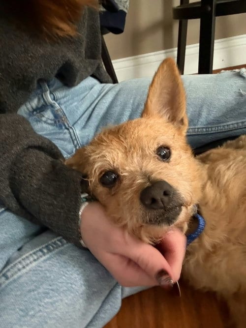 Photo of Tostito, adoptable senior Terrier in Rochester, New York