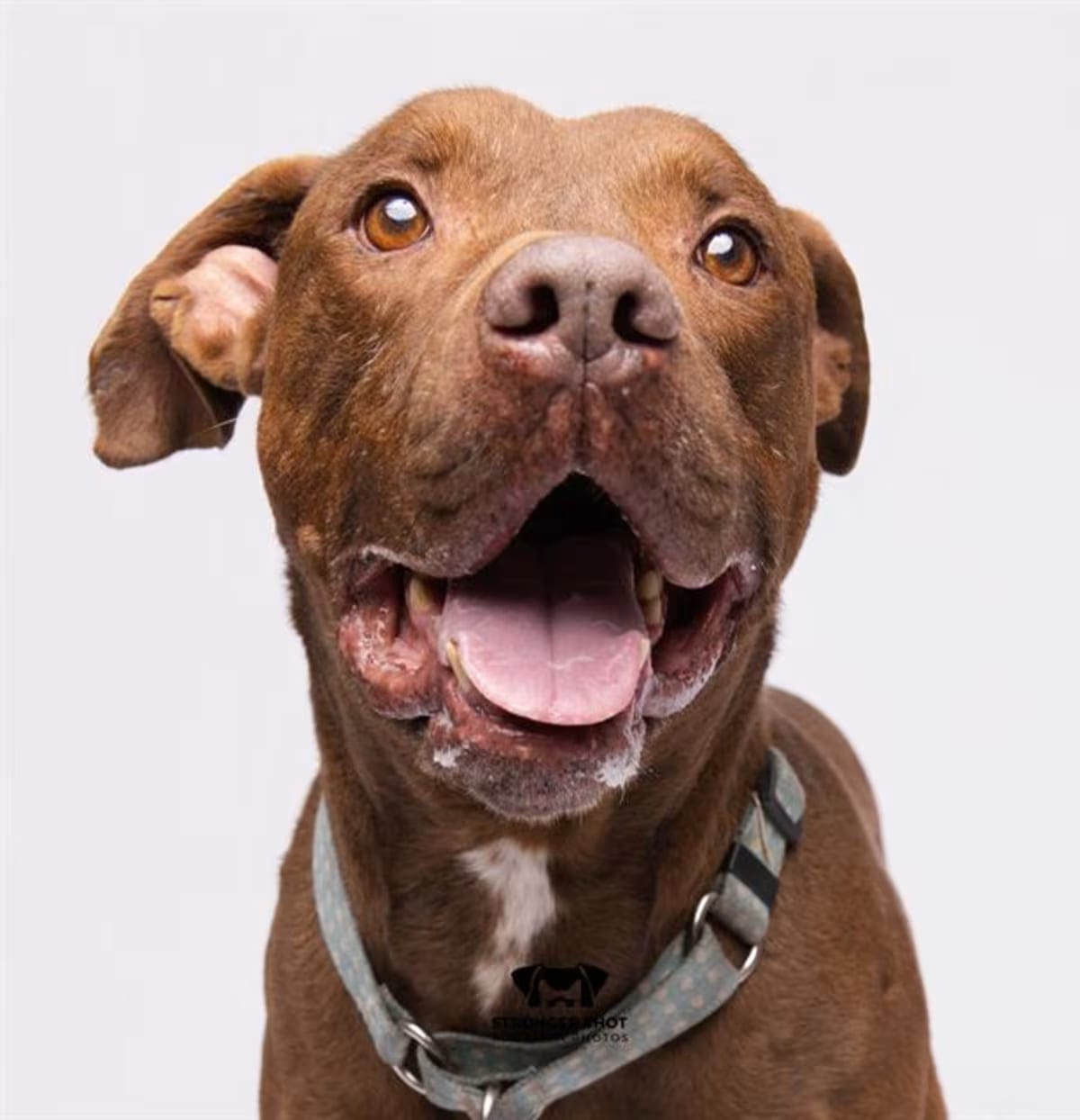 Photo of Harvard, adoptable senior Labrador Retriever in Land O'Lakes, Florida
