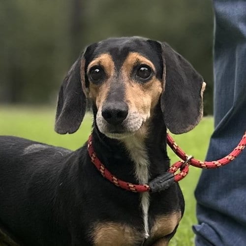 Photo of Homer And Marge, adoptable senior Beagle in Yardley, Pennsylvania