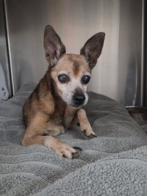 Photo of Carlita, adoptable senior Chihuahua in El Centro, California