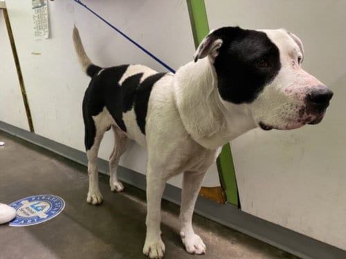Photo of Scooby, adoptable senior Pit Bull Terrier in Los Angeles, California