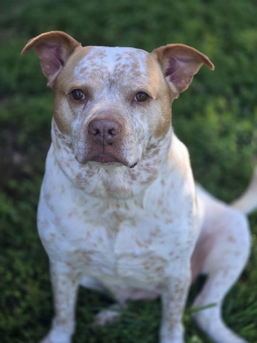 Photo of Leona, adoptable senior Cattle Dog in Boston, Kentucky