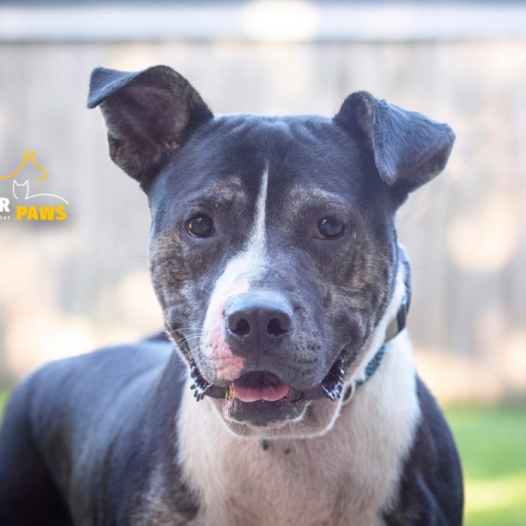 Photo of Thaddeus @ Foster, adoptable senior Mixed Breed (Medium) in Summerville, South Carolina