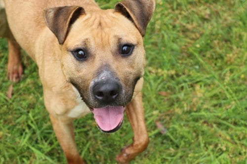 Aubrey, adoptable senior American Staffordshire Terrier in Jackson, MS