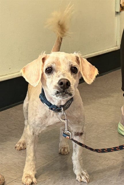 Photo of Lucky Rios, adoptable senior Shih Tzu in Baldwin Park, California