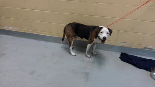 Photo of Humphrey, adoptable senior Beagle in Tulsa, Oklahoma