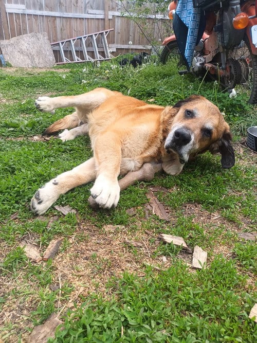 Photo of Felix, adoptable senior Hound in Evansville, Indiana