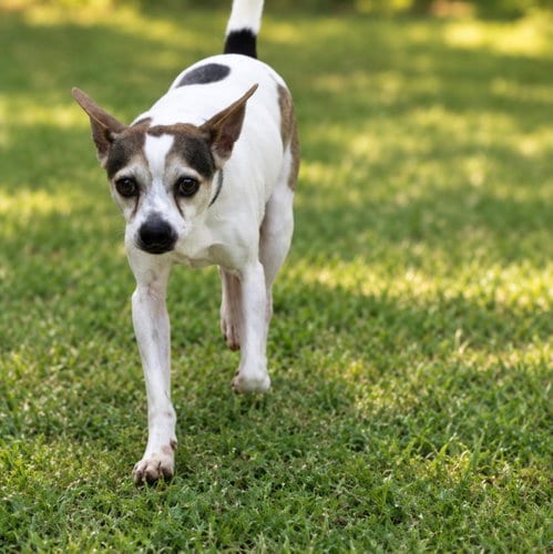 Photo of Buddy, adoptable senior Chihuahua in York, South Carolina