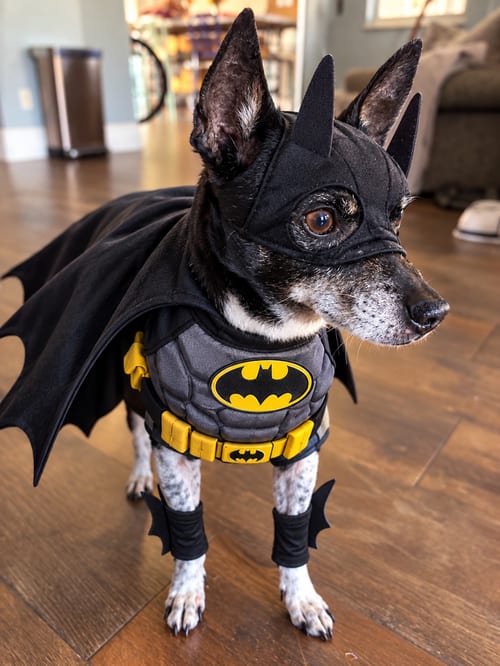 Photo of Douglas, adoptable senior Chihuahua in oakland, Florida